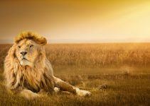 Sonhar com leão