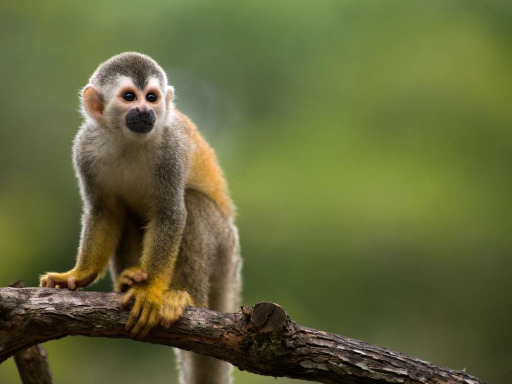 Sonhar com macaco pequeno