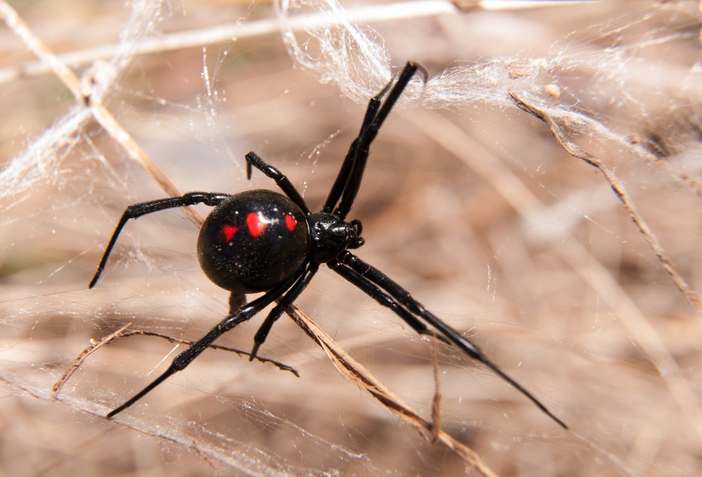 O que Significa SONHAR com ARANHA?