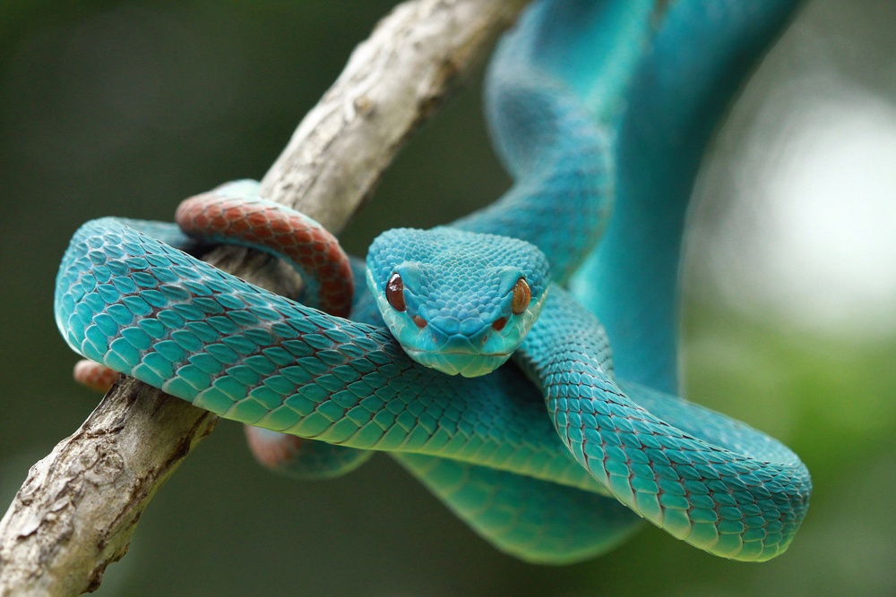 Sonhar com cobra dando bote: preta, verde, marrom, cascavel e mais!