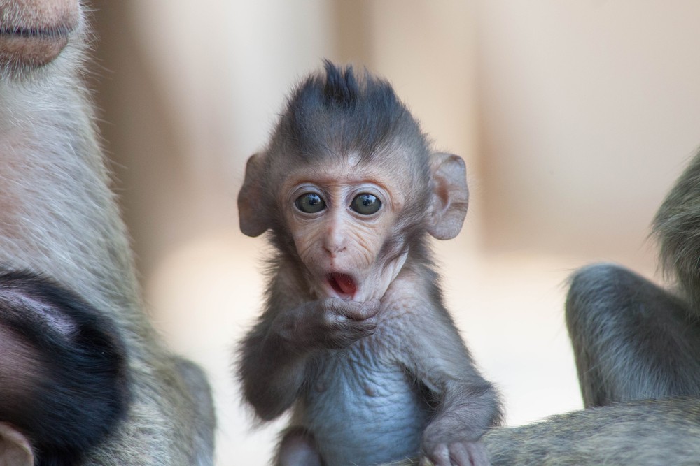 Sonhar com filhote de macaco