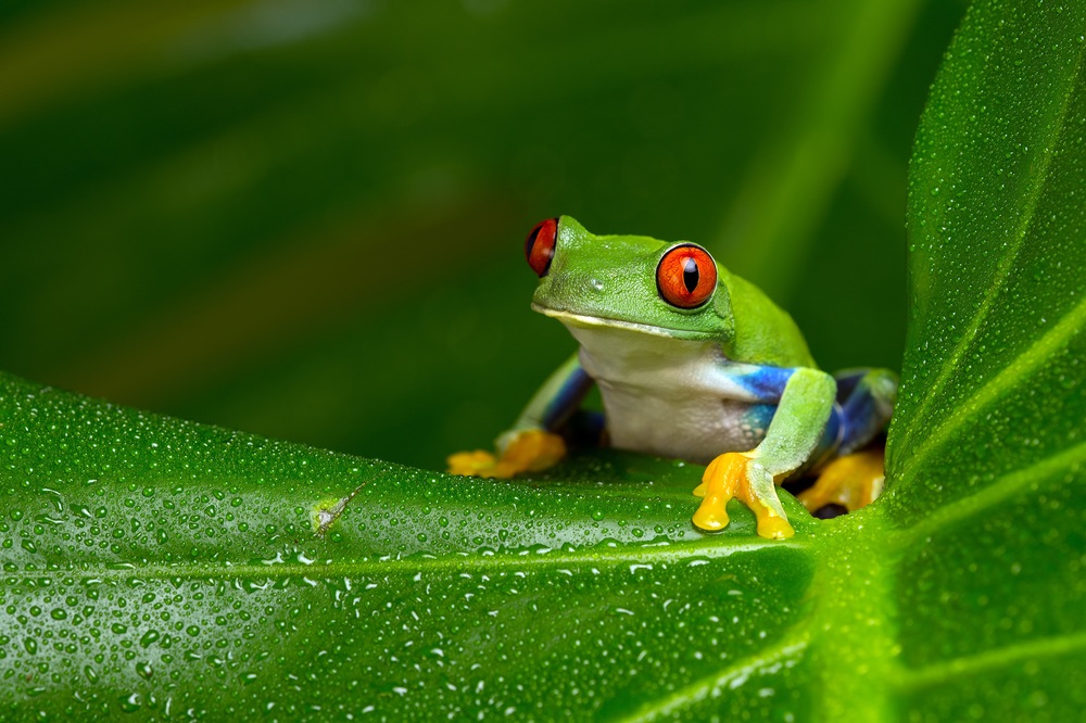 O que significa sonhar com sapo? Significado Evangélico