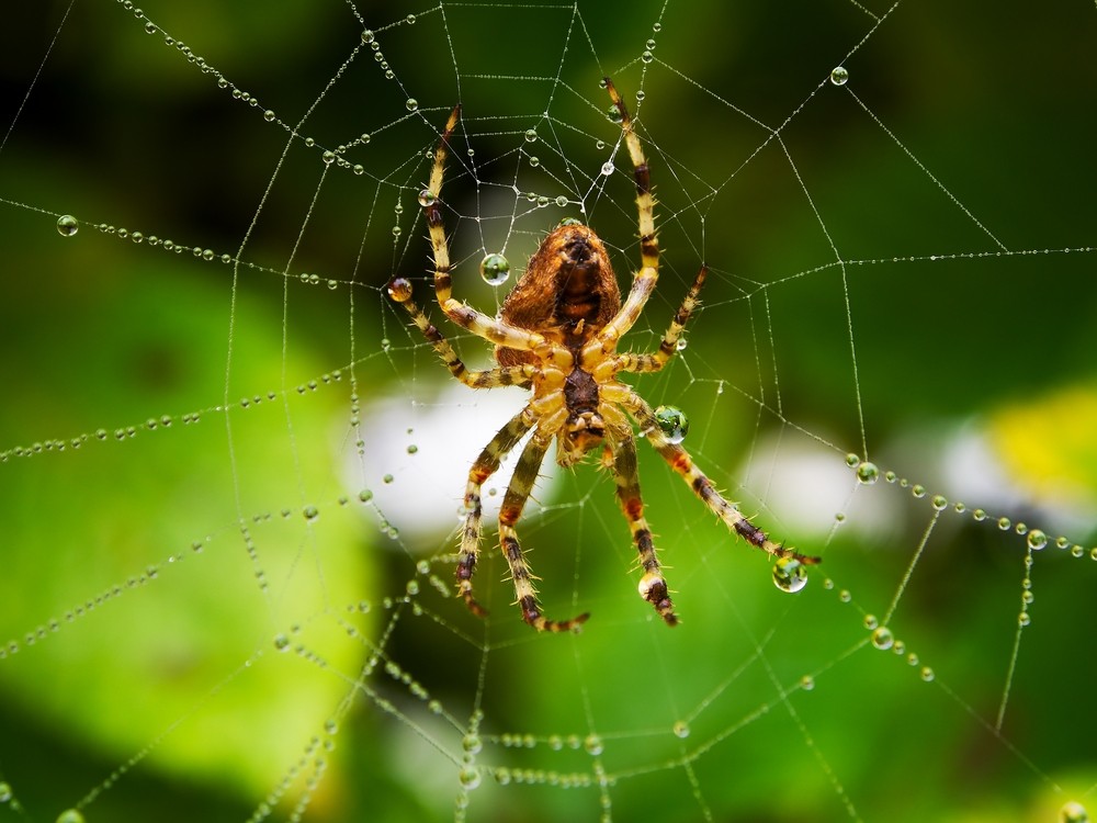 Significado de Sonhar com Aranha