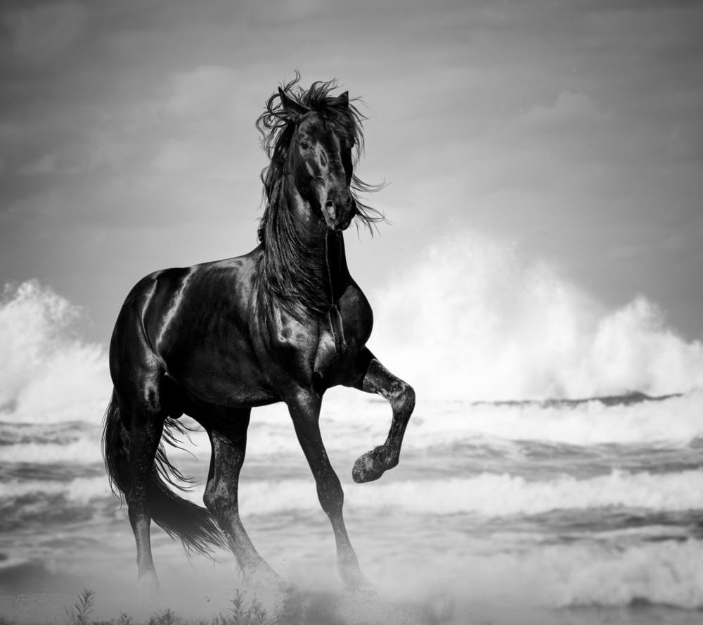 sonhar com cavalo preto