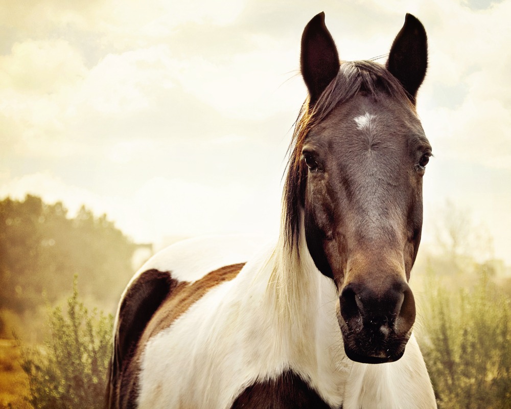 O que significa sonhar com cavalo morto? Branco, filhote, preto e