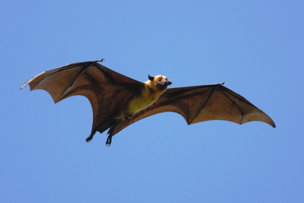 o que significa sonhar com morcego