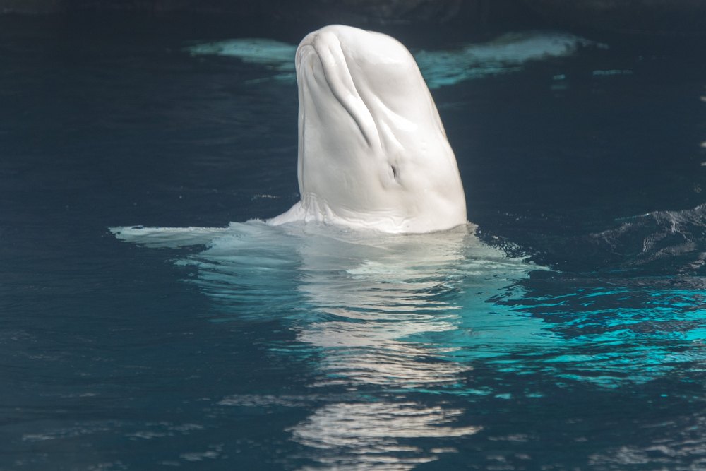 sonhar com baleia branca