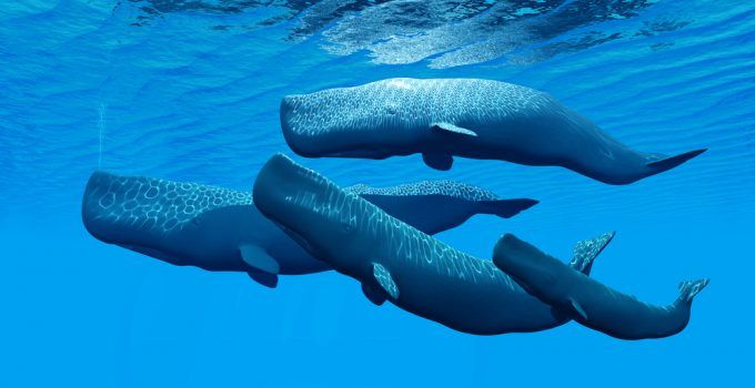 sonhar com baleias nadando