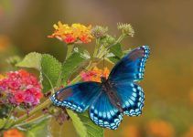 sonhar com borboleta azul