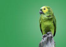 sonhar com papagaio verde