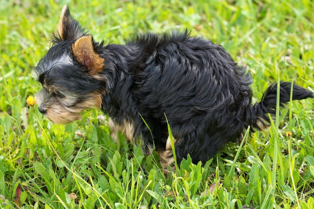 sonhar com fezes de cachorro