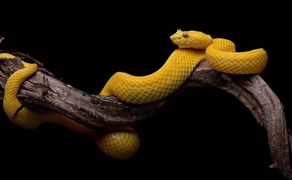 Sonhar com cobra colorida: o que isso significa? Veja aqui! - Significado  dos Sonhos e Signos