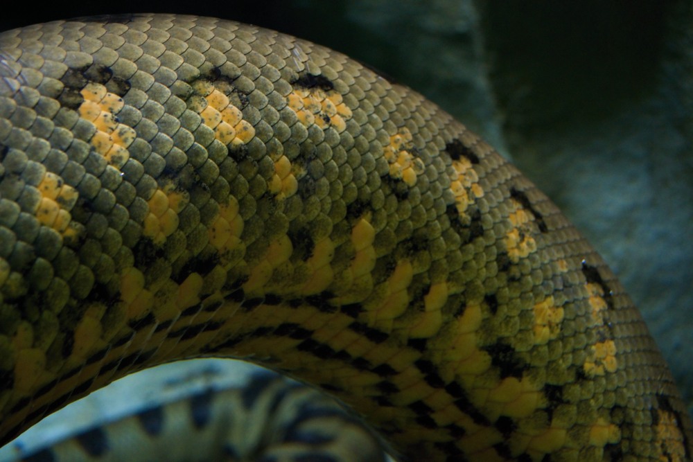sonhar que vê cobra grande