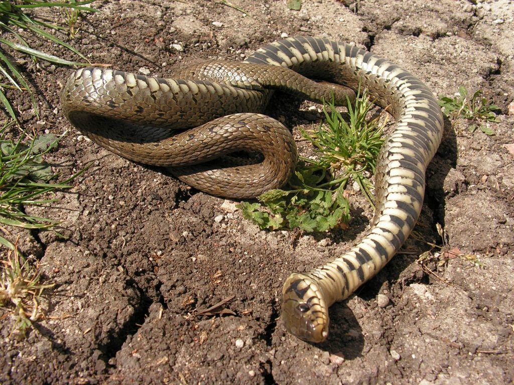 Será que é mesmo traição? Veja o que significa sonhar com cobra