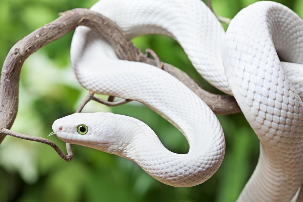 Sonhos Significado: sonhar com Cobra Pequena