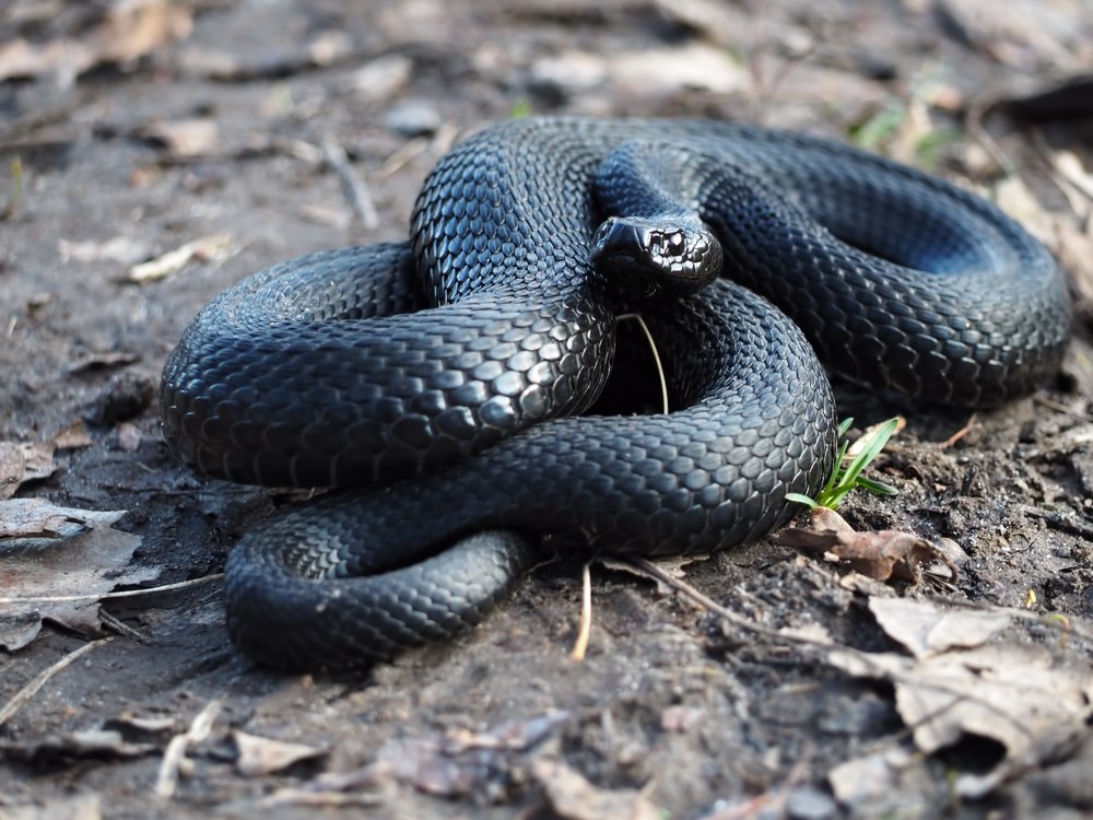 Sonhar com Cobra Preta: O que significa?