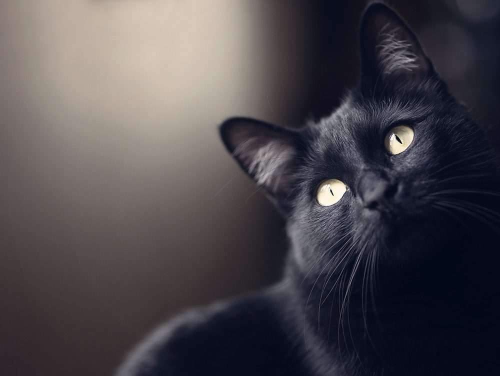 sonhar com gato preto