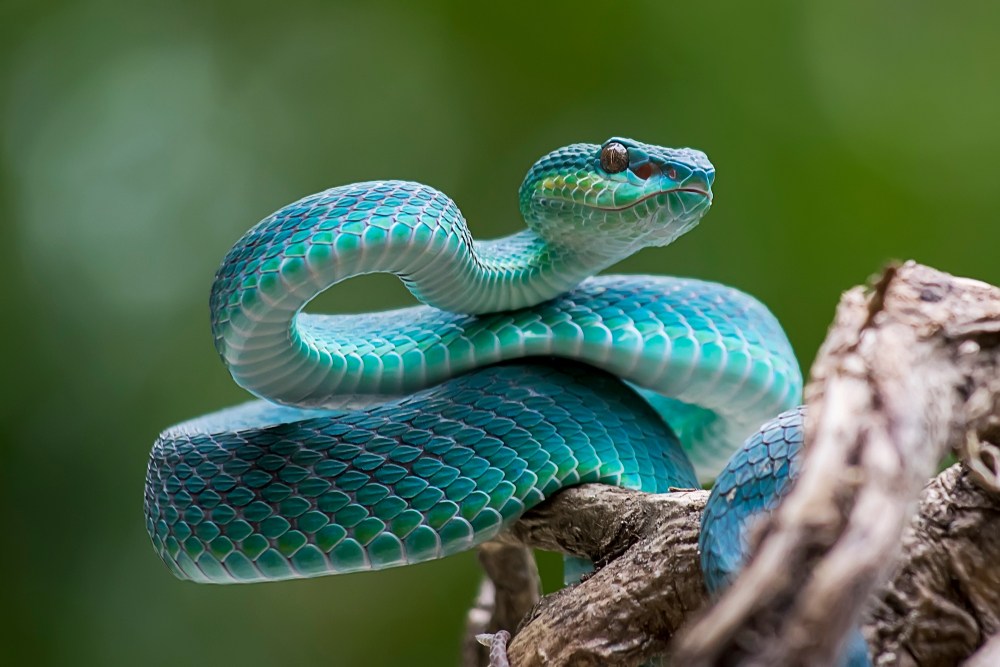 sonhar com cobra azul