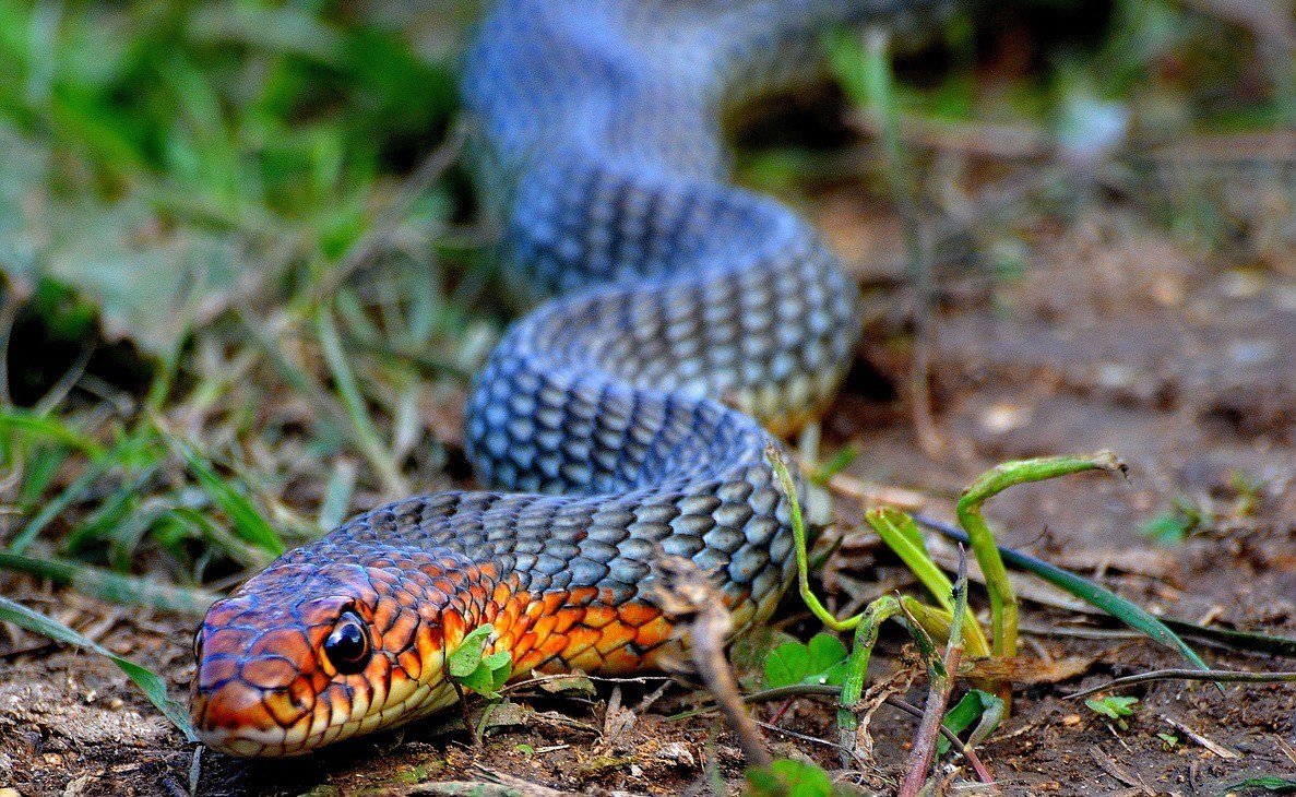 Sonhar com cobra azul: Azul claro, escuro, com preto, com vermelho e mais!