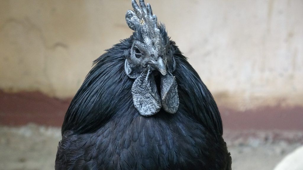 sonhar que vê uma galinha preta