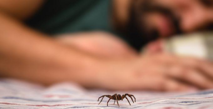 O que significa sonhar com picada de aranha?
