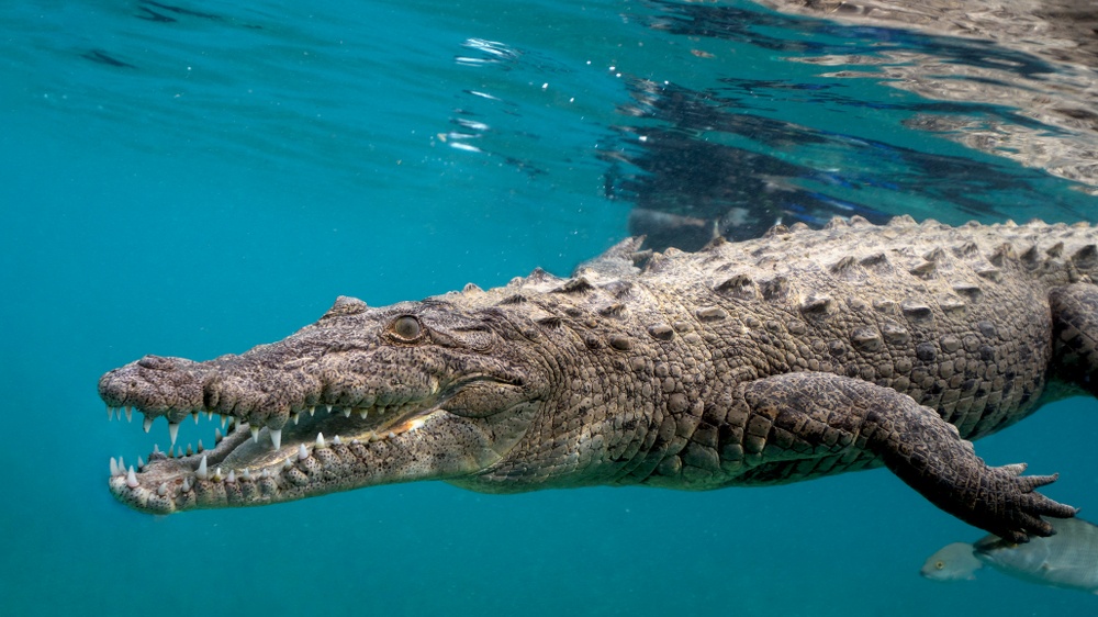 O que significa sonhar com crocodilo?