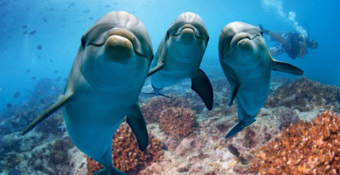 O que significa sonhar com golfinho?
