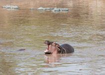 O que significa sonhar com hipopótamo?