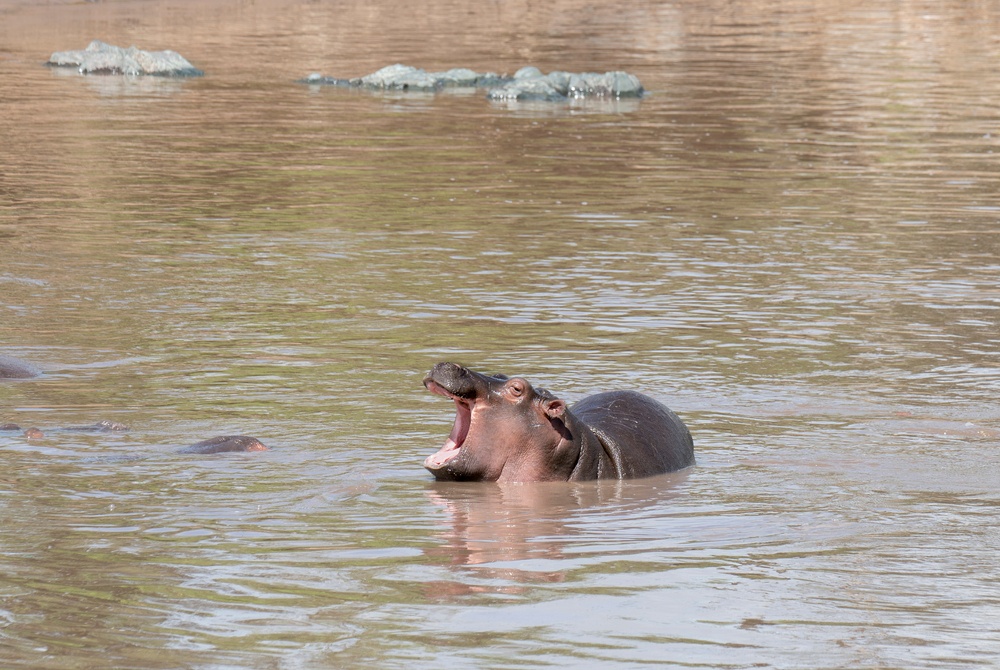 O que significa sonhar com hipopótamo?