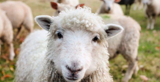 O que significa sonhar com ovelha?