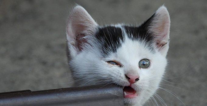O que significa sonhar com gato mordendo?
