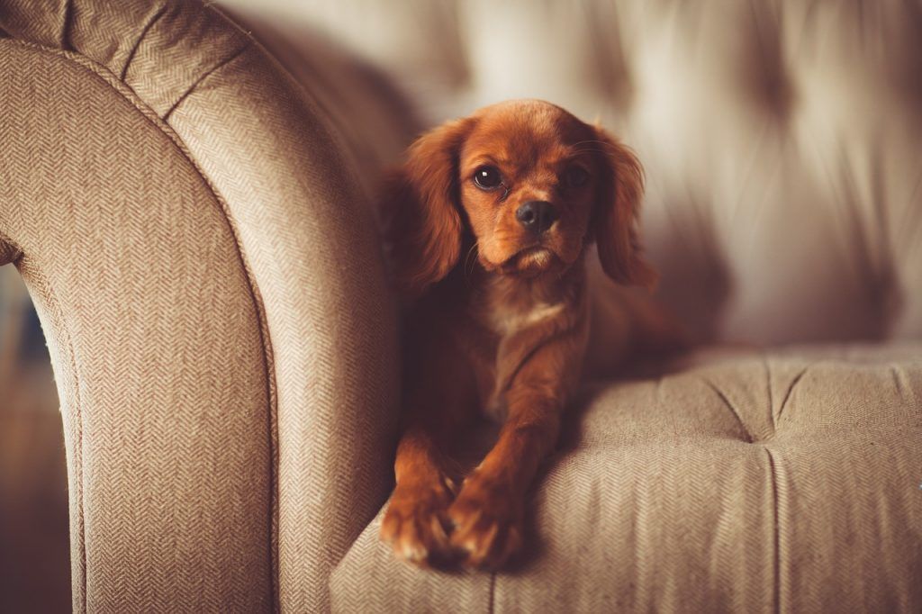 O que significa sonhar com cachorro marrom?