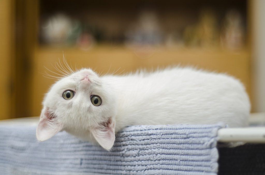 O que significa sonhar com gato branco?