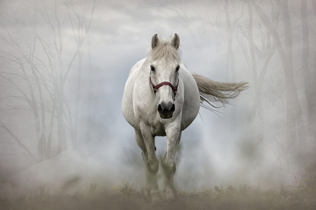 O que significa sonhar com cavalo? - Sonhar com - Significado dos Sonhos