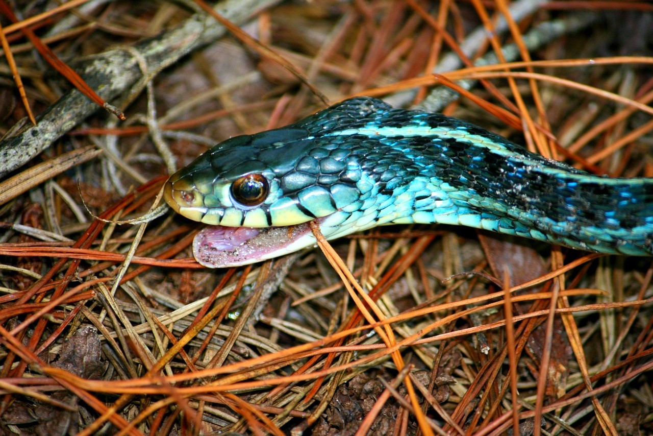 O que significa Sonhar com Cobra Azul?