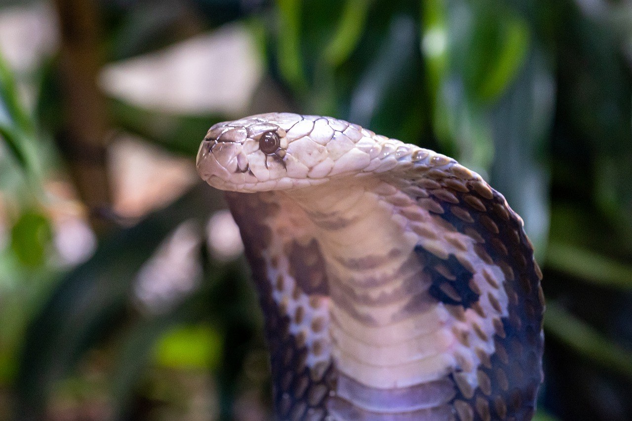 Significado de sonhar com cobra naja. Veja se há o que temer