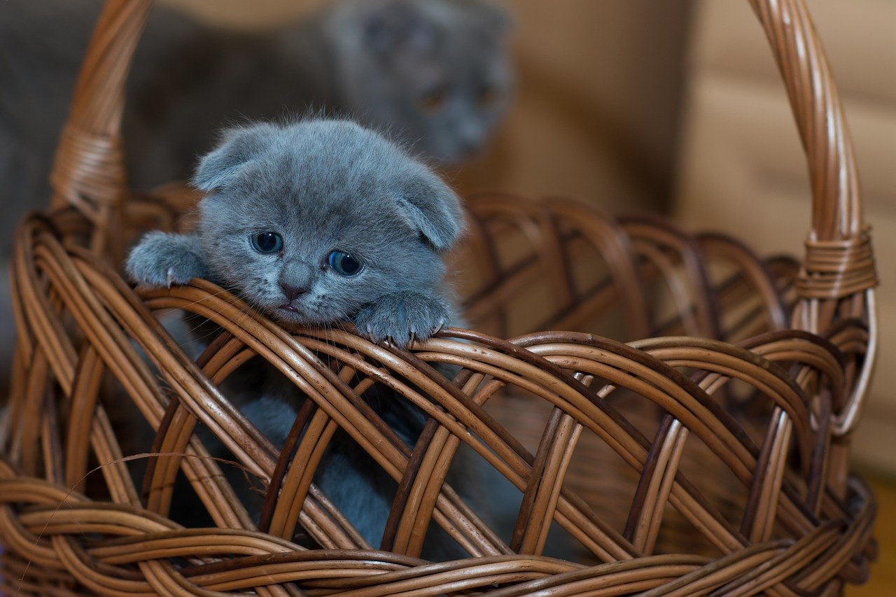 Sonhar com gatos filhotes: descubra o que significa!