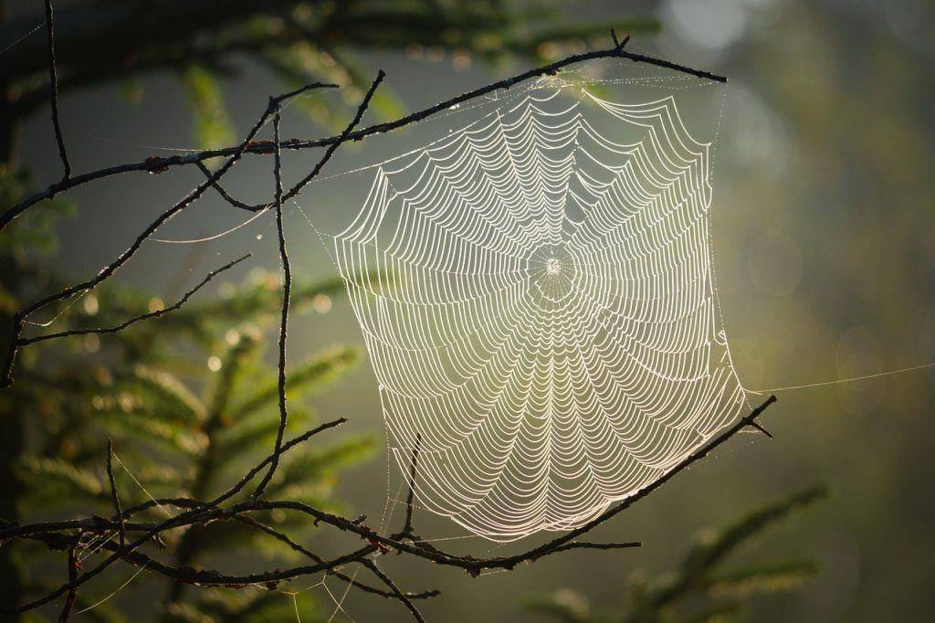 O que significa sonhar com teia de aranha?