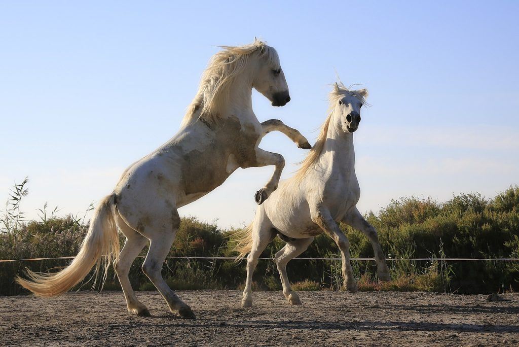 O que significa sonhar com cavalo bravo?