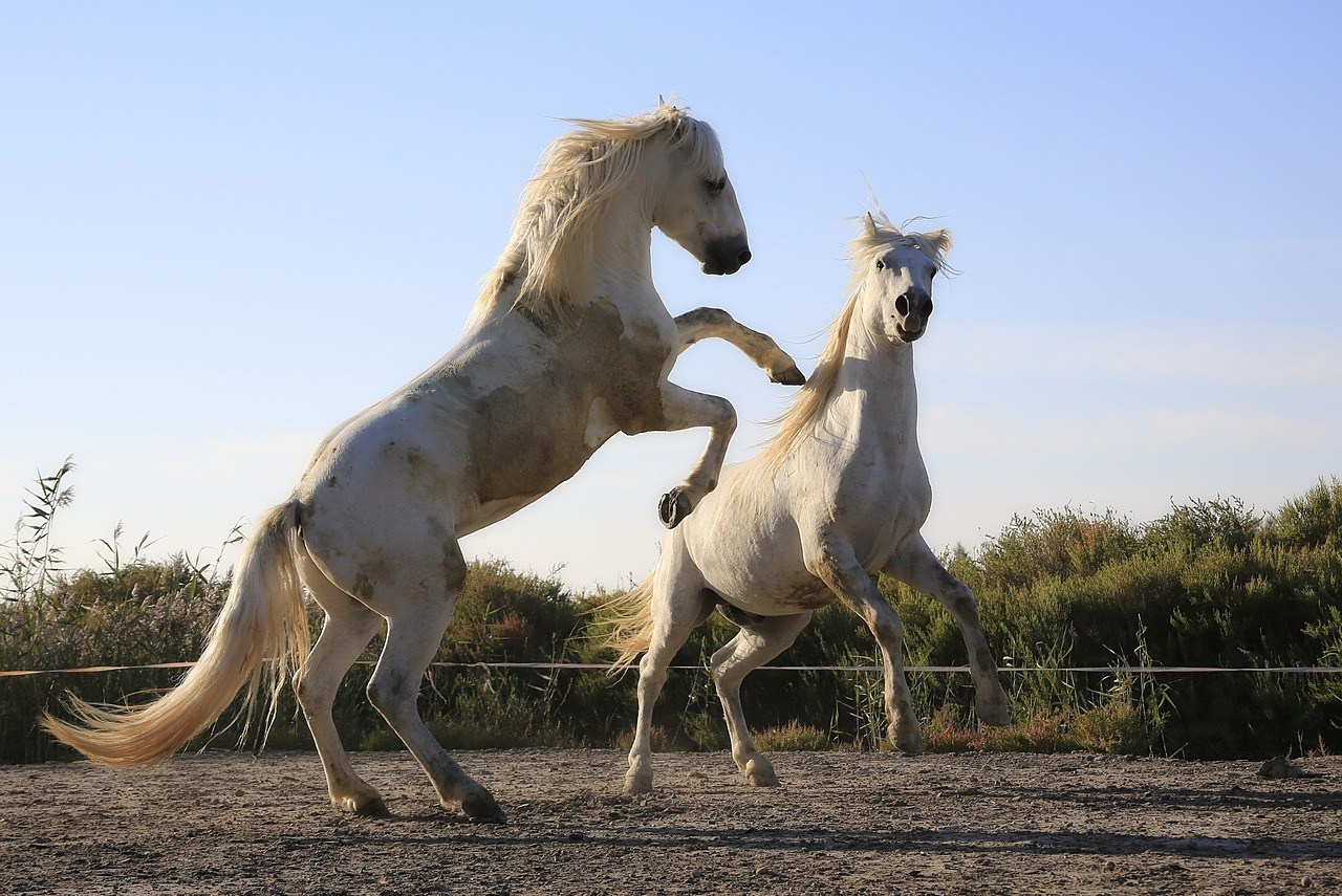 Sonhos Significado: sonhar com Cavalo bravo