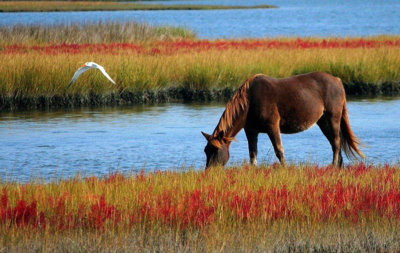 Sonhar com Cavalo Marrom: O QUE SIGNIFICA ESTE SONHO?