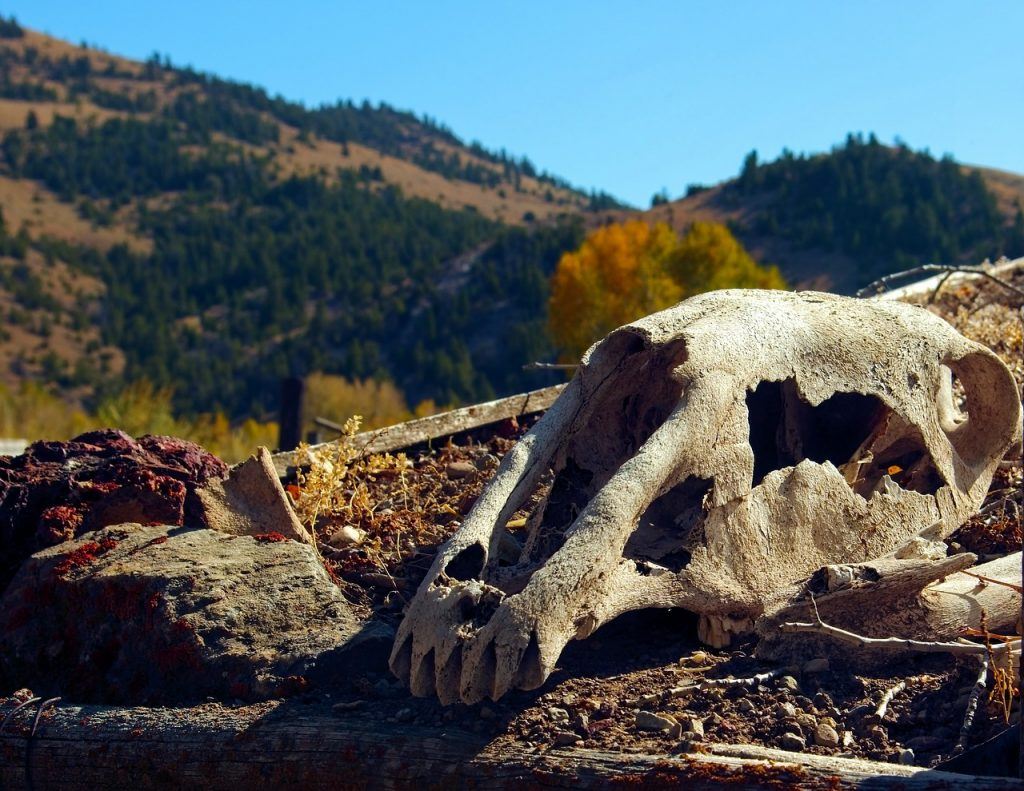 O que significa sonhar com cavalo morto?