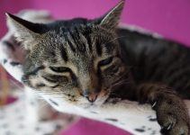 O que significa sonhar com gato machucado?