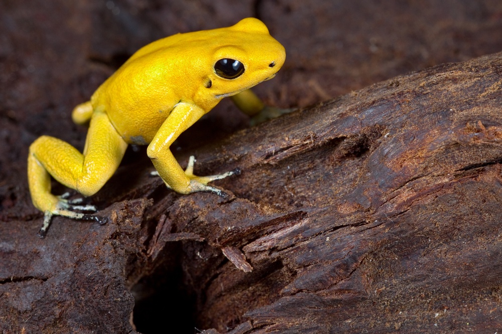 O que significa sonhar com sapo amarelo?