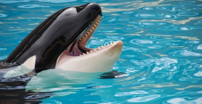 O que significa sonhar com baleia orca?