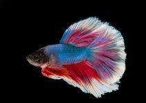 O que significa sonhar com peixe colorido?