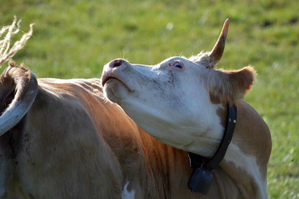 O que significa sonhar com vaca brava?