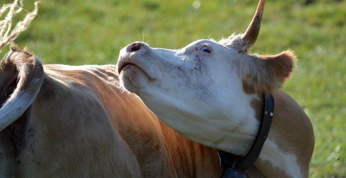 O que significa sonhar com vaca brava?
