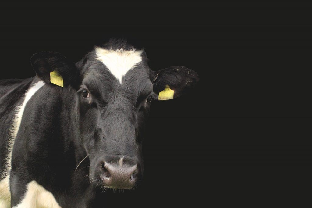O que significa sonhar com vaca preta?