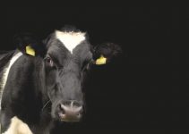 O que significa sonhar com vaca preta?
